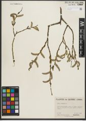 Foto von Salix purpurea L.
